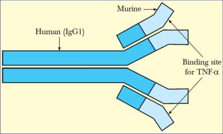 Immunomodulatori - infliximab Infliximab e un Ab monoclonale IgG chimerico umano/murino. Infliximab lega TNF-alpha (sia libero che legato al recettore).