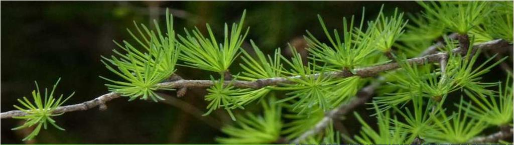 Conifere 31 maggio 2016 Servizio fitosanitario e chimico, ricerca, sperimentazione e assistenza tecnica Mycosphaerella pini - (Scirriha pini) Matsucoccus feytaudi - Cocciniglia corticicola dei pini