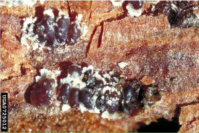 Cosa guardare Presenza cocciniglie sotto la corteccia Quando Tutto l anno Morte delle piante