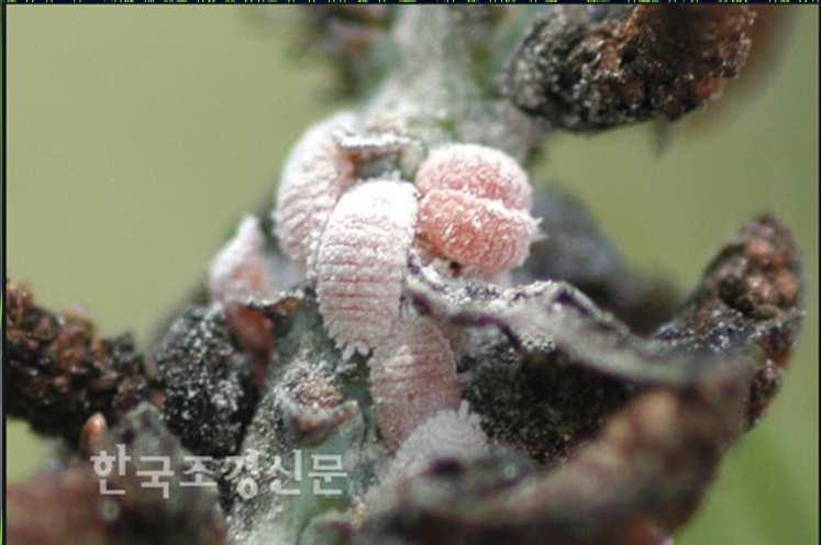 Crisiococcus pini (Dactylopius pini) Origini: Giappone Normativa: D.M.