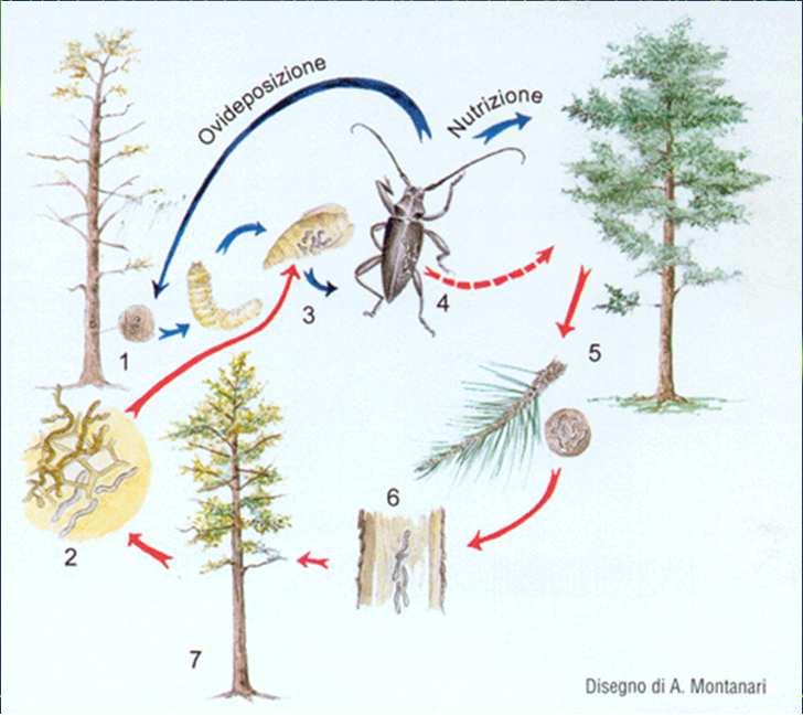 1. Il cerambicide depone uova su alberi morti o morenti 2. Il nematode è in fase micetofaga 3. Le larve del nematode si localizzano nella camera pupale dell'insetto 4.