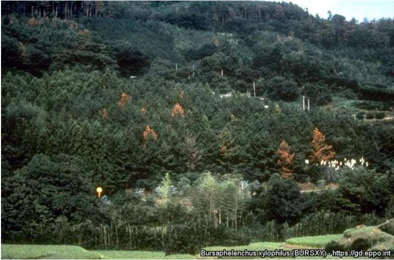 Dove è meglio guardare lungo i confini di stato siti di taglio e trasporto conifere alberi in piedi deperienti vivai forestali alberi fuori da foreste (es.