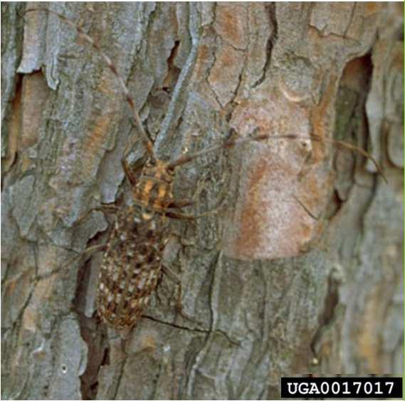 Monochamus alternatus Piante ospiti: Abies Cedrus Cryptomeriajaponica Larix Picea Pinus Foto: