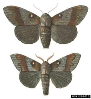 Dendrolimus pini Dendrolimus