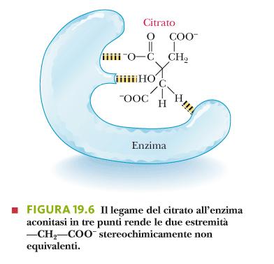 * Atomi di C dell