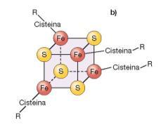 trasportatori di elettroni Proteine non-eme complessate con Fe o Fe-S es.