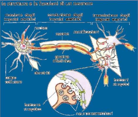 Neuroni motori, che partono dal sistema nervoso centrale e portano lo stimolo alla periferia come un muscolo o una ghiandola Neuroni di associazione, che collegano tra loro le varie parti del sistema