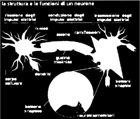 I neuroni si differenziano da tutte le altre cellule, poiché sono cellule eccitabili, cioè capaci di ricevere uno stimolo da altri neuroni o da un organo di senso e di trasformarlo in un impulso