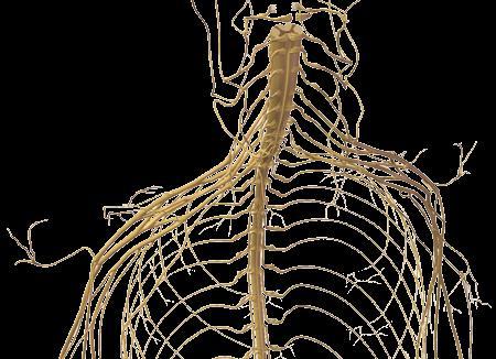SISTEMA NERVOSO PERIFERICO Il sistema nervoso periferico è formato dai NERVI che collegano il sistema nervoso centrale a tutti gli organi del corpo.