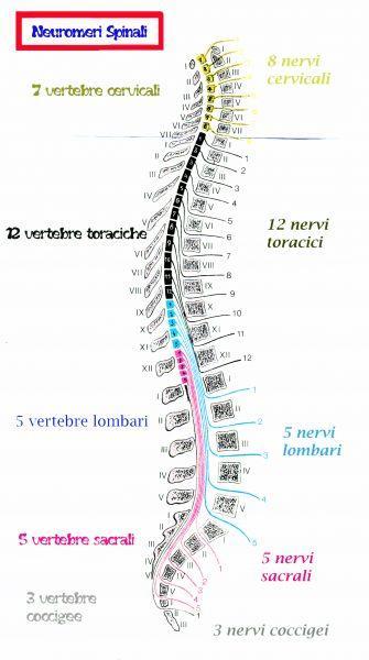 SISTEMA NERVOSO PERIFERICO NERVI CRANICI E SPINALI I NERVI SPINALI sono 33 paia e sono tutti nervi misti in cui le fibre motrici hanno origine dalle corna anteriori e