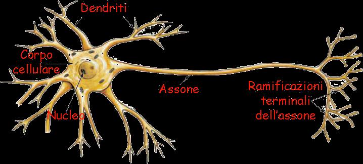IL NEURONE L unità fondamentale del sistema nervoso è il NEURONE una speciale cellula che trasmette gli impulsi nervosi Il neurone è formato dal corpo cellulare che contiene il nucleo e dai