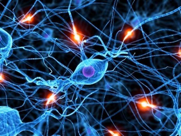 IL NEURONE Il sistema nervoso è costituito da miliardi di neuroni che hanno come caratteristiche