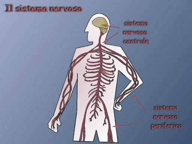 Il sistema nervoso dell'uomo si compone di due