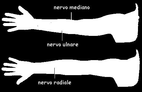 IL NEURONE Gli assoni di più neuroni sono