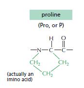 La prolina inserita nella catena polipetdica non ha l idrogeno sul gruppo