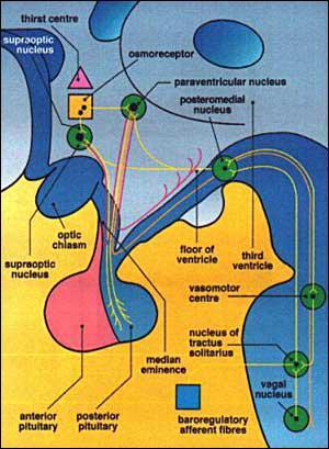 La neuroipofisi E formata da cellule gliali dette pituiciti e da processi assonali che si estendono dai corpi cellulari dei