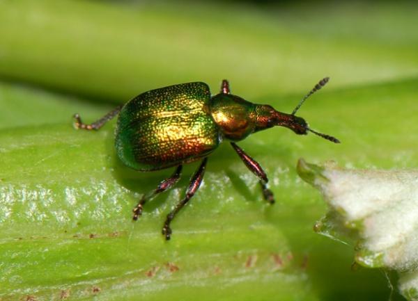 9 adulto di Byctiscus betulae durante la realizzazione del sigaro Fig.