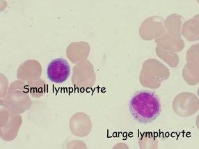 fagocitaria, lisosomi, recettori Vedi ---> sistema dei macrofagi Attività: Fagocitosi Linfociti T (Timo derivati) => Linfociti citotossici (Cellulo mediata) Linfociti B (Midollo derivati) =>