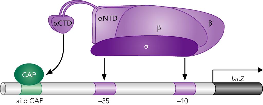 RNA polimerasi II dimeri di CAP actd