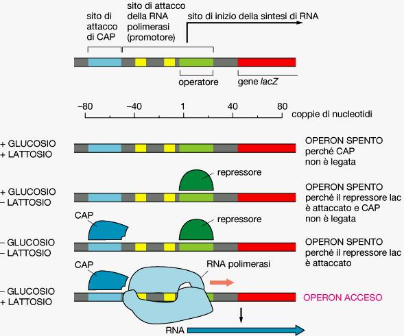 Il duplice controllo dell operone lac Integrazione di due segnali metabolici, lacy, laca Proteine regolative: L attivatore CAP lega il DNA e attiva la