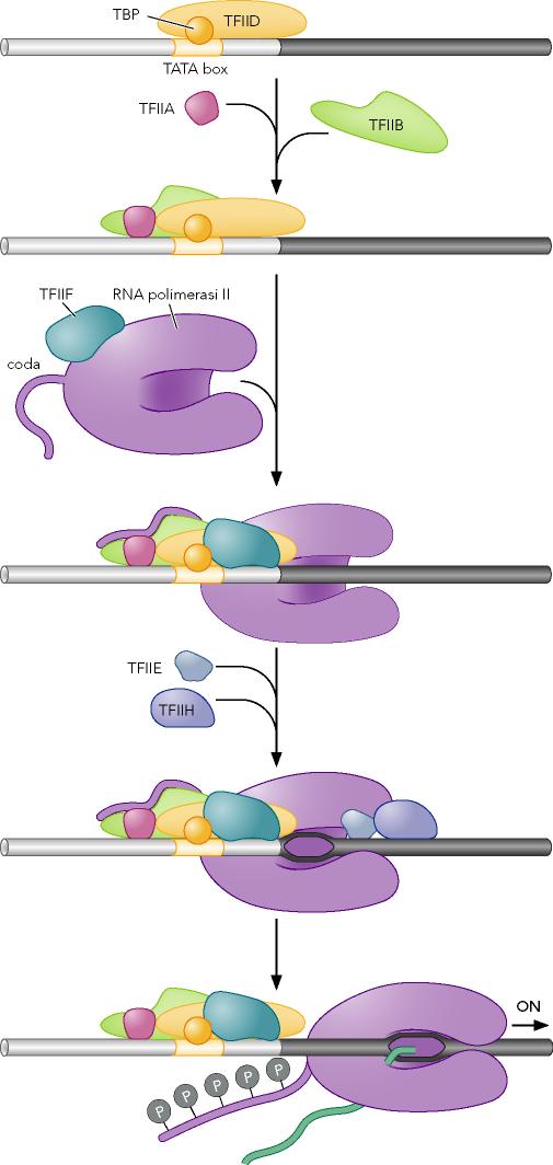 I fattori generali di trascrizione assemblaggio sequenziale di FGT che porta la RNA pol al promotore à complesso di pre-inizio complesso