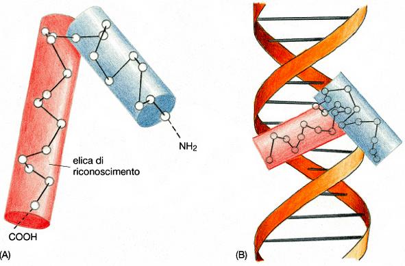 elica N-terminale (elica C-terminale) Elica-giro-elica Il piu semplice e piu comune