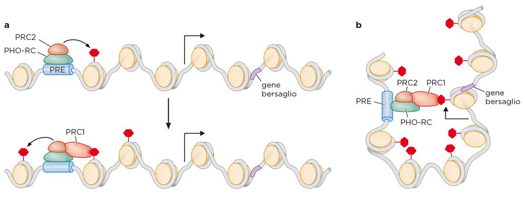 Polycomb: rimodellamento repressivo PRC2 > EZH2 -> H3K27me3 PRC1 In