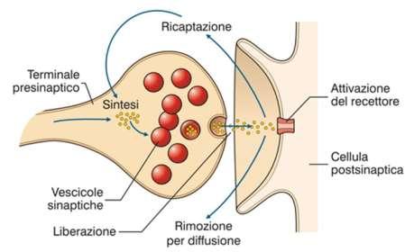 L Ach liberata dalle vescicole sinaptiche attraversa la fessura