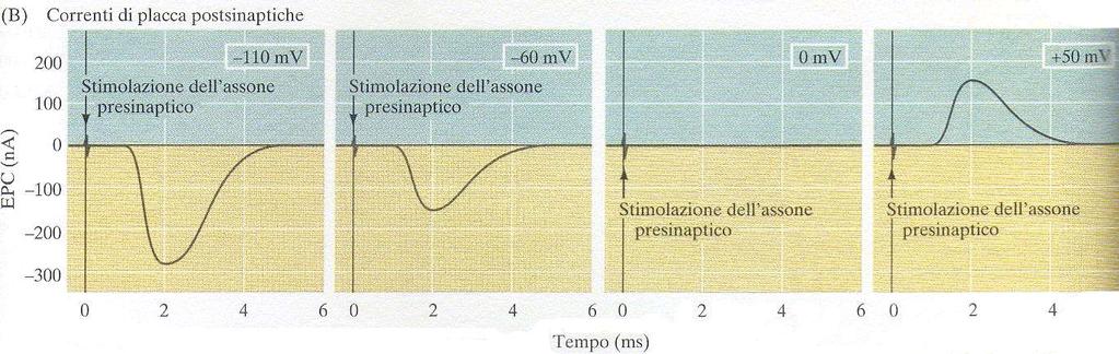 Per determinare quale specie ionica è responsabile della corrente di placca, la stessa viene misurata a diversi Vm (blocco del voltaggio) e si calcola il potenziale di inversione.