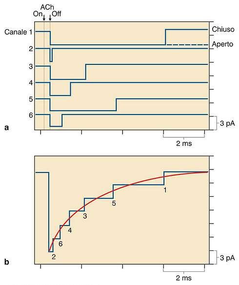 Apertura sincrona di numerosi canali attivati dell Ach Ogni canale rimane aperto per un