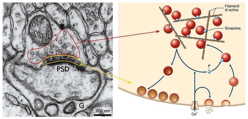 Liberazione dal citoscheletro Le vescicole al di fuori delle zone attive (riserva di neurotrasmettitore) sono ancorate ad una rete di filamenti di actina del citoscheletro, dalla sinapsina in forma