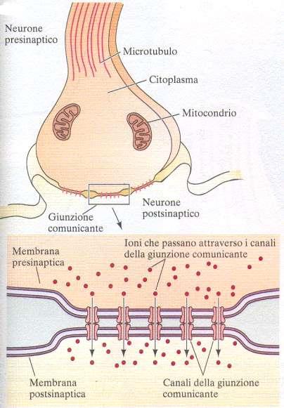 Le sinapsi elettriche Continuità citoplasmatica tra cellula pre- e post-sinaptica Componenti ultrastrutturali: canali delle giunzioni comunicanti (gap-junctions) Trasmissione del segnale