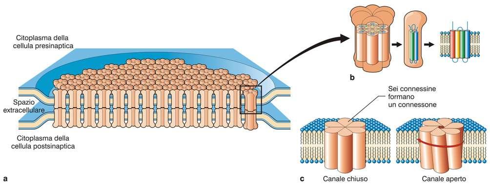 Giunzione comunicante formata da una coppia di emicanali (connessoni) costituiti da sei subunità proteiche identiche (connessine) che formano un poro (2 nm) che mette in