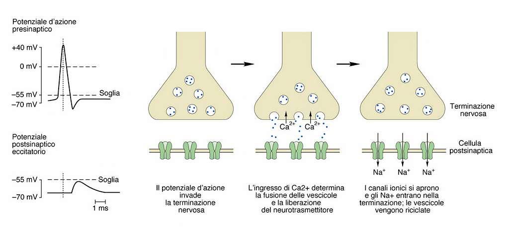 La trasmissione sinaptica chimica è determinata da due processi fondamentali: Processo di trasmissione: liberazione del