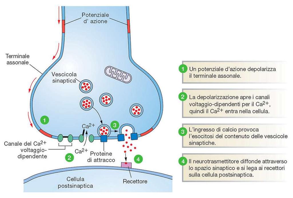 E necessaria una rapida inattivazione o