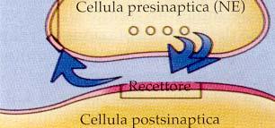 Dopo che il terminale ha rilasciato il neurotrasmettitore, alcune sue molecole fanno ritorno verso il