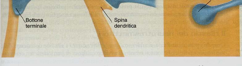 sulle spine dendritiche.