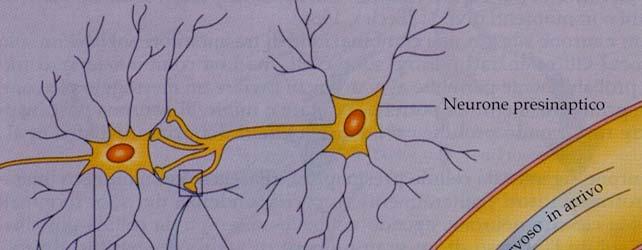 STRUTTURA DI UNA SINAPSI CHIMICA Le sinapsi sono