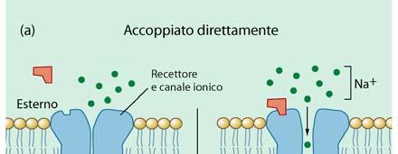 neurotrasmettitore si lega al