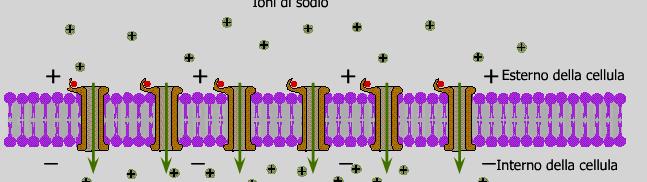 seguito al legame col neurotrasmettitore: l ingresso di ioni sodio induce la