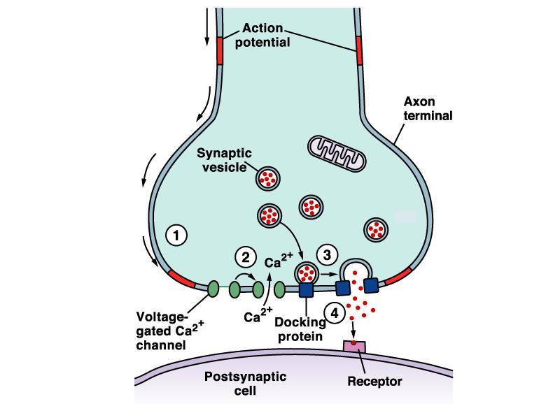 Sinapsi chimiche -l arrivo del potenziale d azione nella terminazione presinaptica depolarizza la membrana; -si aprono i canali per gli ioni Ca 2+ voltaggio-dipendenti; -le vescicole sinaptiche