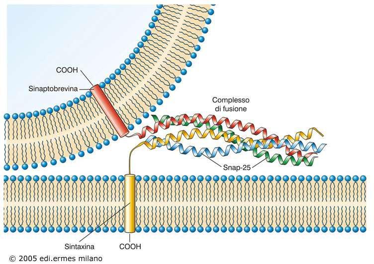 Le proteine SNARE vescicolari e presinaptiche (sinaptobrevina, sintaxina, snap-25) interagiscono secondo un modello a chiusura lampo (zippering) che consente la fusione delle due membrane.