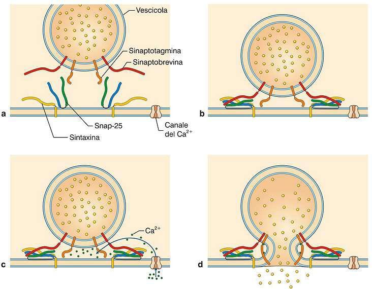Il legame Ca2+-sinaptotagmina favorisce il processo