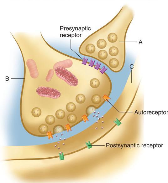 Presynaptic modulation of transmission Axo-axonal communication (here, between A & B) can modify classical synaptic communication (here, between B