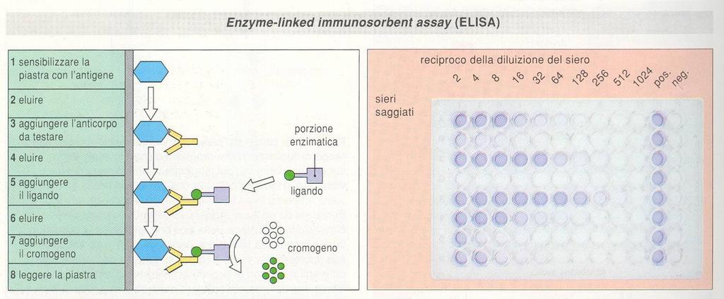 ELISA (Enzyme-Linked Immunosorbent Assay) Sfrutta il legame diretto dell Ab