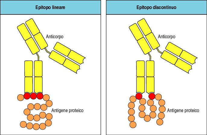 DETERMINANTE ANTIGENICO o EPITOPO (6 AA) = parte dell Ag che si lega all Ab (1 Ag