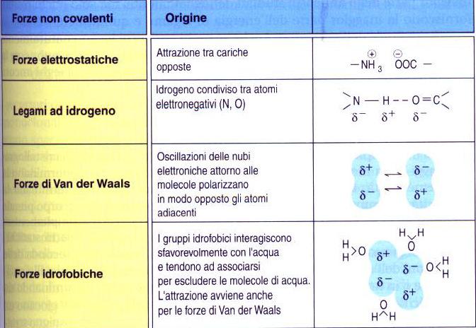 K d 10-7 10-11 Legame ionico Riconoscimento Ag-Ab è dato da interazioni NON covalenti e