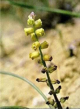 Fig.3.4/1. Muscari gussonei 3.4.5. Le biocenosi del golfo di Gela All interno dell ambiente bentonico si individuano varie comunità con caratteristiche peculiari che costituiscono le biocenosi.