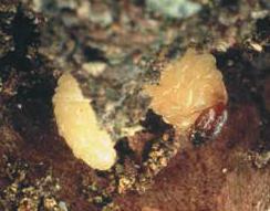 una celletta nel suolo a circa 30 cm di profondità. Parte delle larve può trascorrere anche 2-3 inverni in diapausa prima di compiere la metamorfosi in adulto.