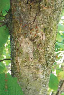 34 I FUNGHI Le avversità fungine che, negli ultimi anni, hanno destato maggior preoccupazione nei corileto piemontesi sono gleosporiosi e citospora cui